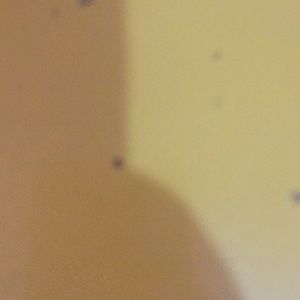 Meet your Posher, Diana